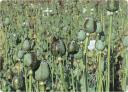 opium-fields.jpg